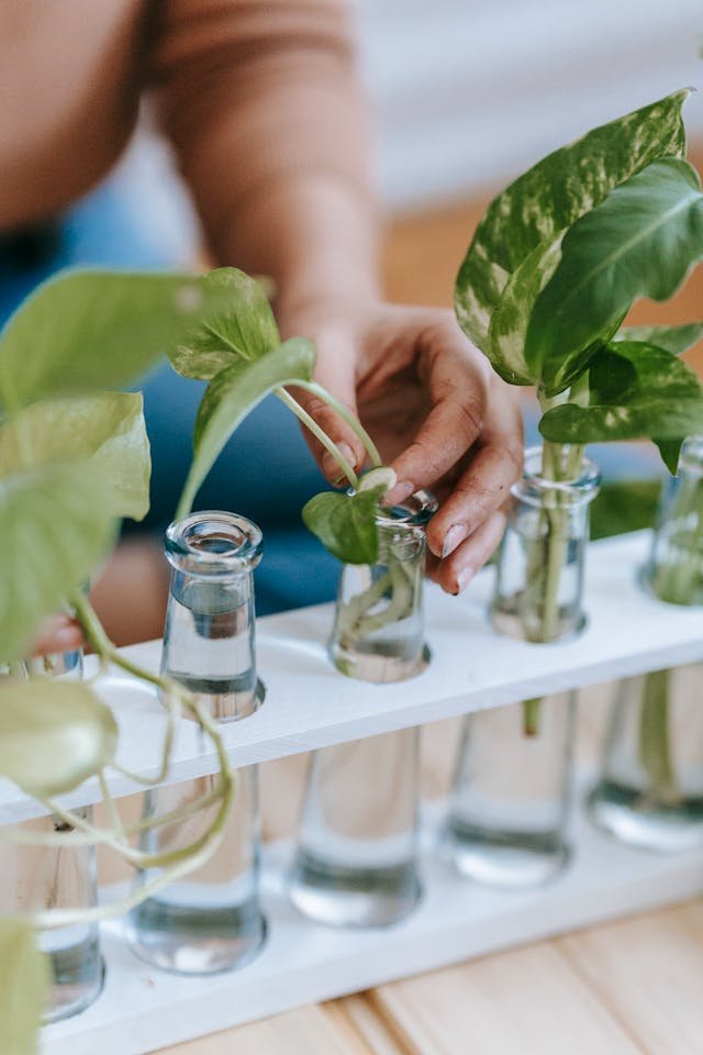 Melhores Plantas para Purificar o Ar da Sua Casa 1 a person holding a plant in a test tube
