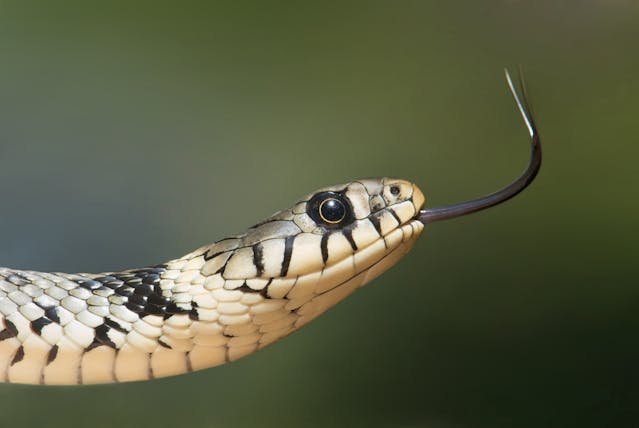 Sonhar com Cobra: Significados e Mensagens. 8 SONHAR COM COBRA- a snake with its tongue out